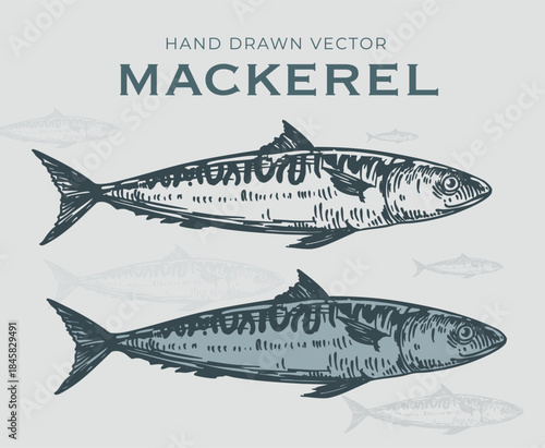 Mackerel fish, seafood, vector sketch illustration, hand drawn