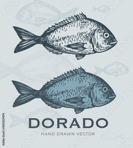 Dorado fish, seafood, vector sketch illustration, hand drawn
