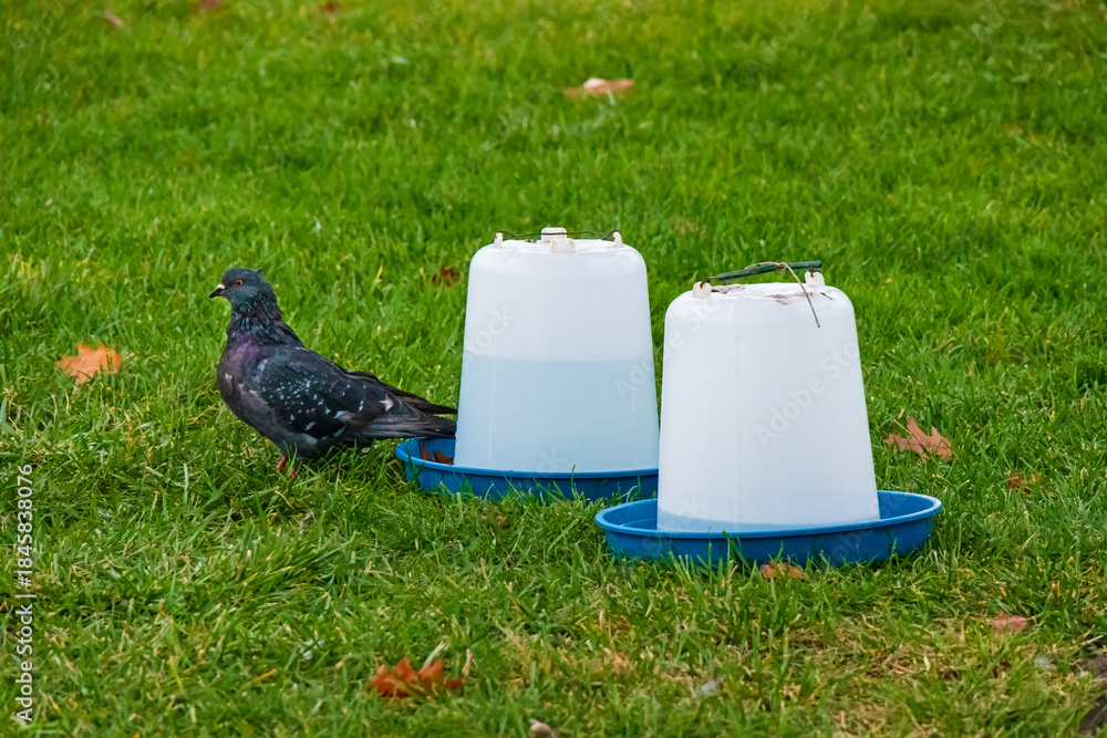 Fototapeta premium A plastic bird water dispenser for outdoor use in a city garden on a lawn. A pigeon (rock dove) on green grass and a bird water feeder