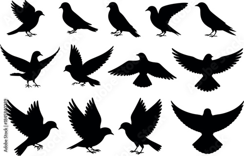Bird Silhouettes Collection