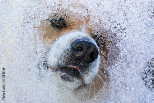 A dog leaned its nose against a window covered with cold frost
