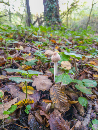 Mushroom in autumn foliage, forest floor scene