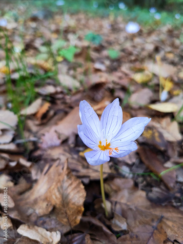 Pale Purple Autumn Crocus Flower Amidst Fallen Leaves