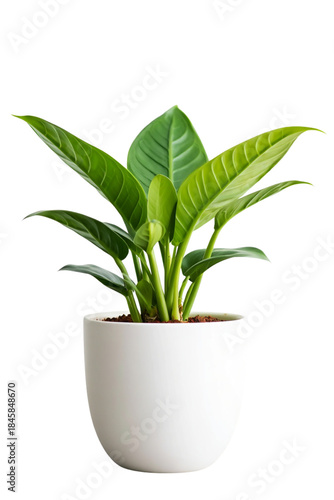 Vibrant Foliage in a Ceramic Pot: A thriving houseplant with lush, green leaves flourishes in a sleek ceramic pot, bringing a touch of nature's elegance into a modern space.