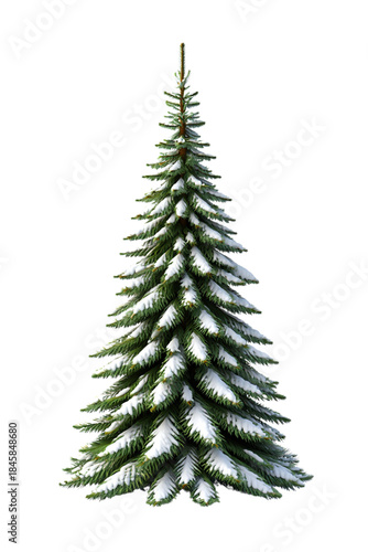 Evergreen Pine Covered in Snow: A vibrant evergreen pine stands tall, its needles dusted with a delicate layer of fresh snow, embodying the serene beauty of a winter wonderland.