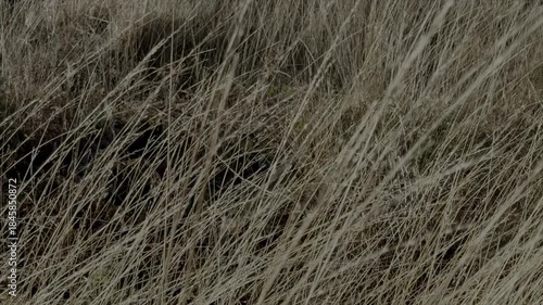 Grass blowing in the wind close up slow motion of nature and background abstract view UK 4K