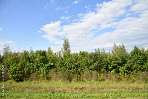 A shelterbelt of deciduous trees in Russia