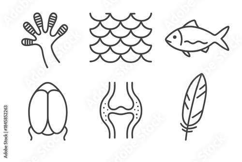 Tribology Nature Icons. Line style icons of Tribology in Nature: gecko footpad, snake scale, fish slime layer, beetle shell, joint