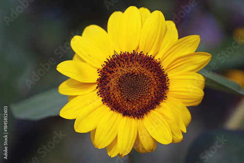 The flower head of a blooming small yellow Common Sunflower growing outdoors in summer