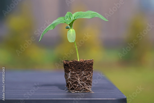 Young seedling of a Common Sunflower with roots and soil placed outdoors on a grey plastic table in a garden in spring