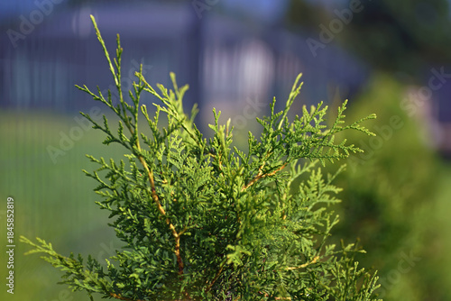 Young Thuja occidentalis 
