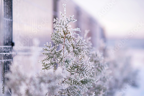 Young Thuja occidentalis 