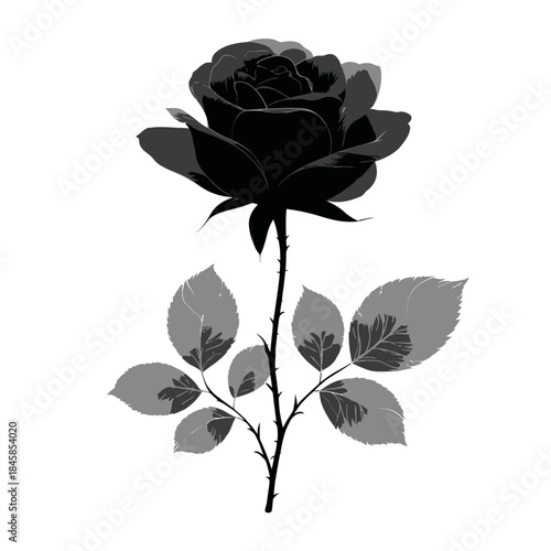 Black rose illustration on white background floral vector design