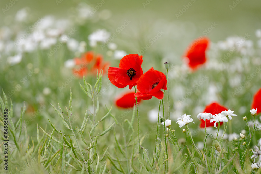 Fototapeta premium Beautiful Poppies Daisies And Flowers Blooming In The Field