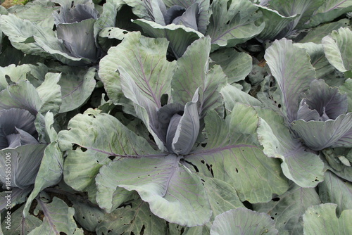 a red cabbage with a little crop in a cabbage field in the countryside closeup