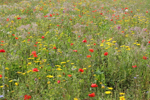 a colorful field with wild flowers as red poppy and yellow goosefoot and marguerites and cornflowers closeup