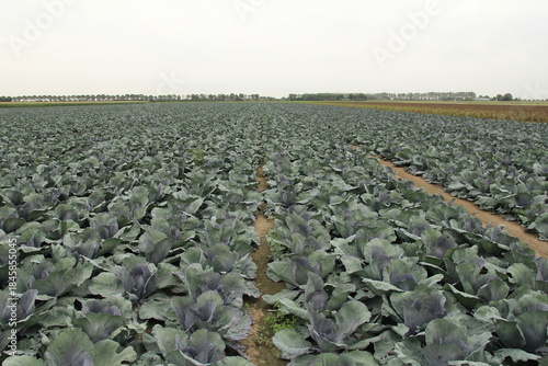a large field with red cabbages in the dutch countryside 