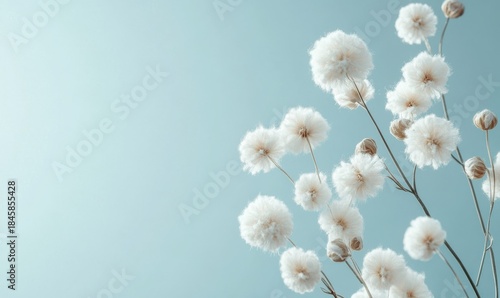 White fluffy flowers on a pale blue background, soft lighting and delicate textures creating a minimalist floral scene