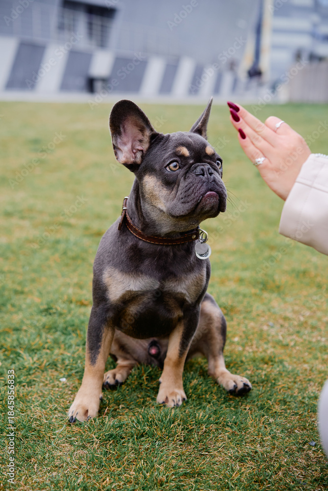 Fototapeta premium A friendly French Bulldog sits on green grass as a raised hand offers a high-five. The moment captures playful interaction, companionship, and everyday outdoor life between a dog and a caring person.