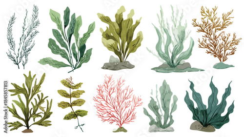 Diverse Collection of Plants Including Seaweed - Botanical Image with Various Plant Species