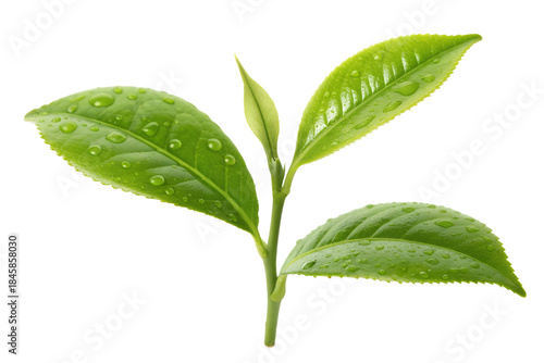 Vibrant close-up of fresh green tea leaves with dew drops glistening, isolated on a clean white background, showcasing natural vitality