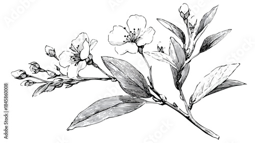 Botanical Illustration of Plant with Flowers and Leaves in Vector Style Outline