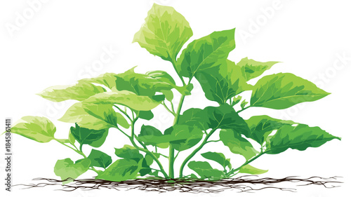Vibrant Green Plant Growing in Field with Outline - Vector Illustration