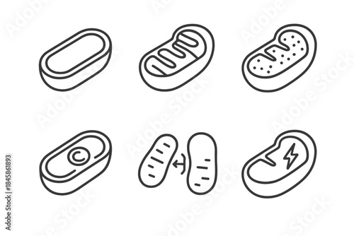 Mitochondrial Icon Set. Line style icons of Mitochondrial Function: double membrane, cristae folds, matrix area, mitochondrial DNA
