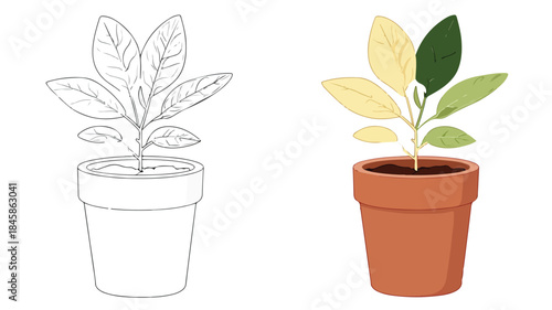 Botanical Vector Illustration of a Potted Plant with Detailed Leaves