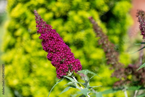 Close up of pink flowers on a buzz magenta butterfly bush (buddleja davidii) shrub
