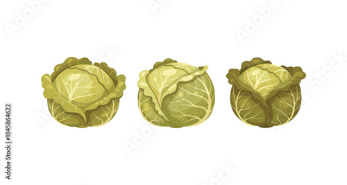 Three green cabbages in a row, isolated on a white background, cartoon style