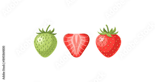 Illustration of a green strawberry, a sliced strawberry, and a red strawberry on a white background