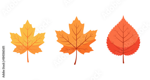 Three colorful autumn leaves in warm tones of yellow, orange, and red