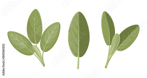 Illustration of three green sage leaves on a white background