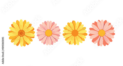 Collection of four daisy flowers in yellow and pink with white background