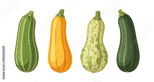 Four different types of squash and zucchini arranged in a row