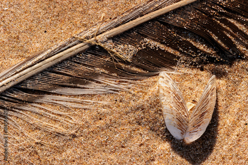 An old, open zebra mussel shell lies agains a gull feather partially covered with grains of sand on the beach at Harrington Beach State Park, Belgium, Wisconsin in late November