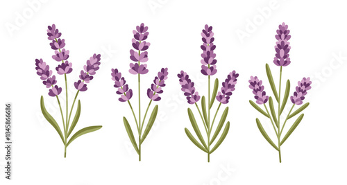 Set of four stylized lavender sprigs with green leaves on a white background
