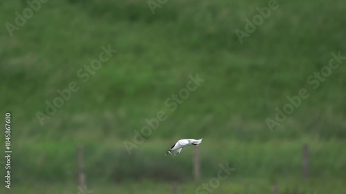  A Sandwich tern (Thalasseus sandvicensis) flying to its nest with a little fish in its beak - slow motion