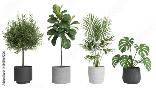 Collection of four diverse potted indoor plants including olive tree fiddle leaf palm and monstera