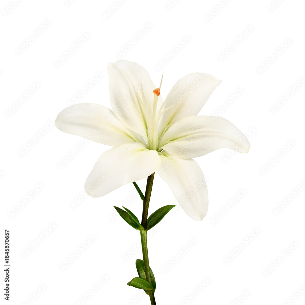 Fototapeta premium One white lily flower isolated on white background. Element for creating designs, cards, patterns, floral arrangements, frames, wedding cards and invitations.
