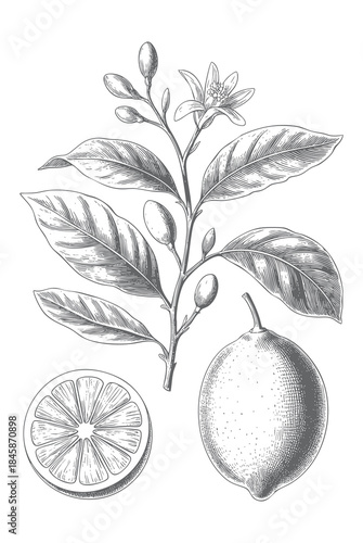 Vintage lemon blossom branch with fruit in detailed botanical engraving style.