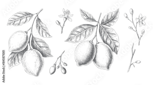 Antique lemon branch collection with flowers, leaves, and detailed fruit engraving.
