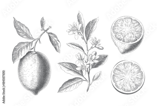 Antique lemon branch collection with flowers, leaves, and detailed fruit engraving.