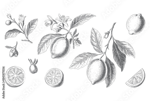 Antique lemon branch collection with flowers, leaves, and detailed fruit engraving.