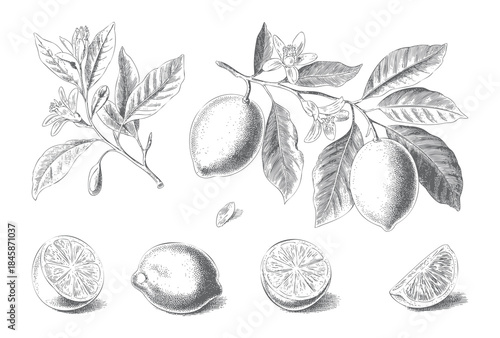 Antique lemon branch collection with flowers, leaves, and detailed fruit engraving.