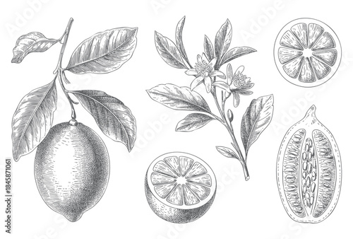 Fine line botanical lemons with flowers in vintage engraving style.