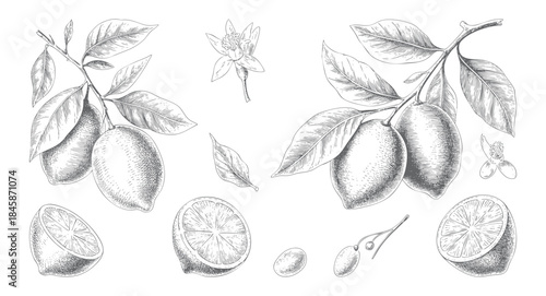 Fine line botanical lemons with flowers in vintage engraving style.
