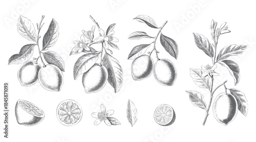 Fine line botanical lemons with flowers in vintage engraving style.
