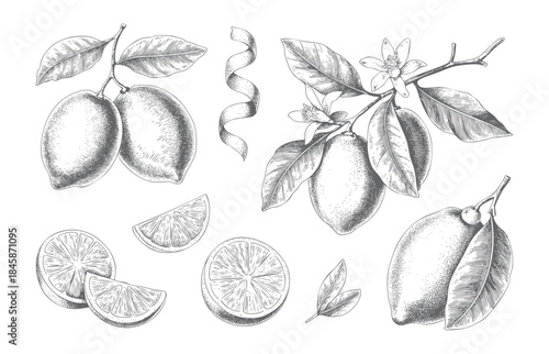 Fine line botanical lemons with flowers in vintage engraving style.
